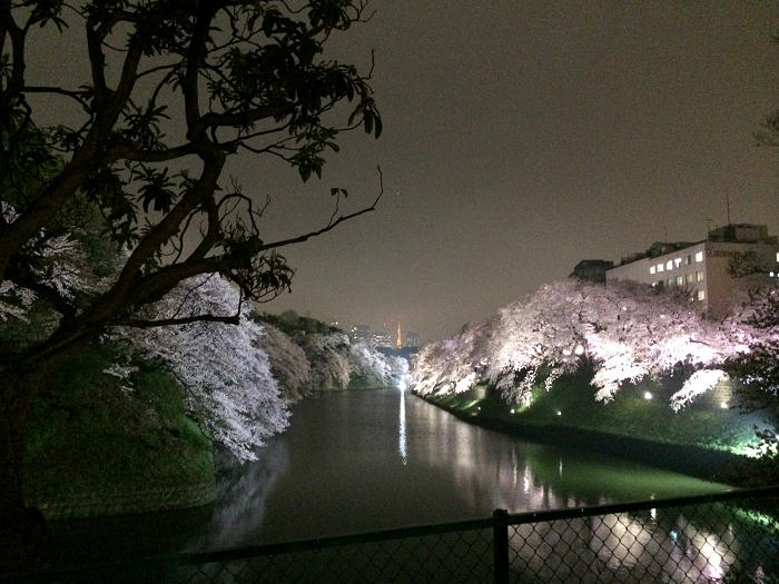 千鳥ヶ淵_夜桜ライトアップ_東京タワー