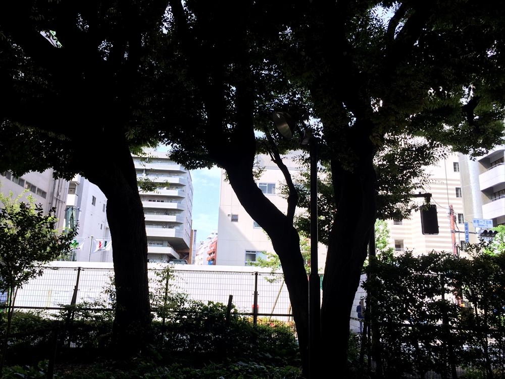 ザ・パークハウス新宿御苑_緑道から現地を見る