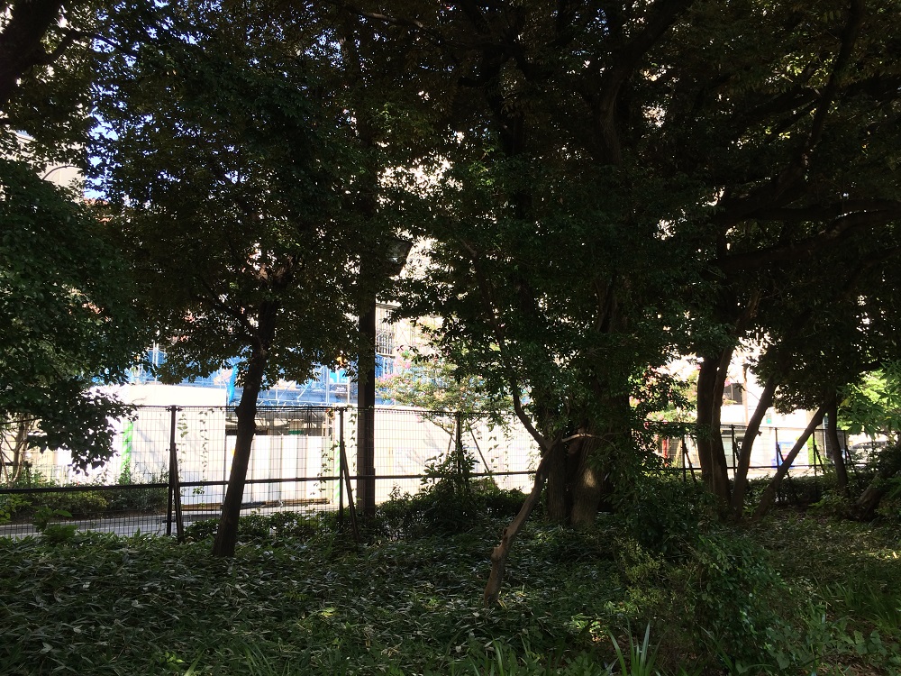 ザ・パークハウス新宿御苑_新宿御苑から眺める_2016年8月
